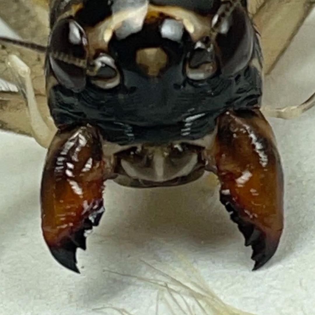 老李蟋蟀宠物店