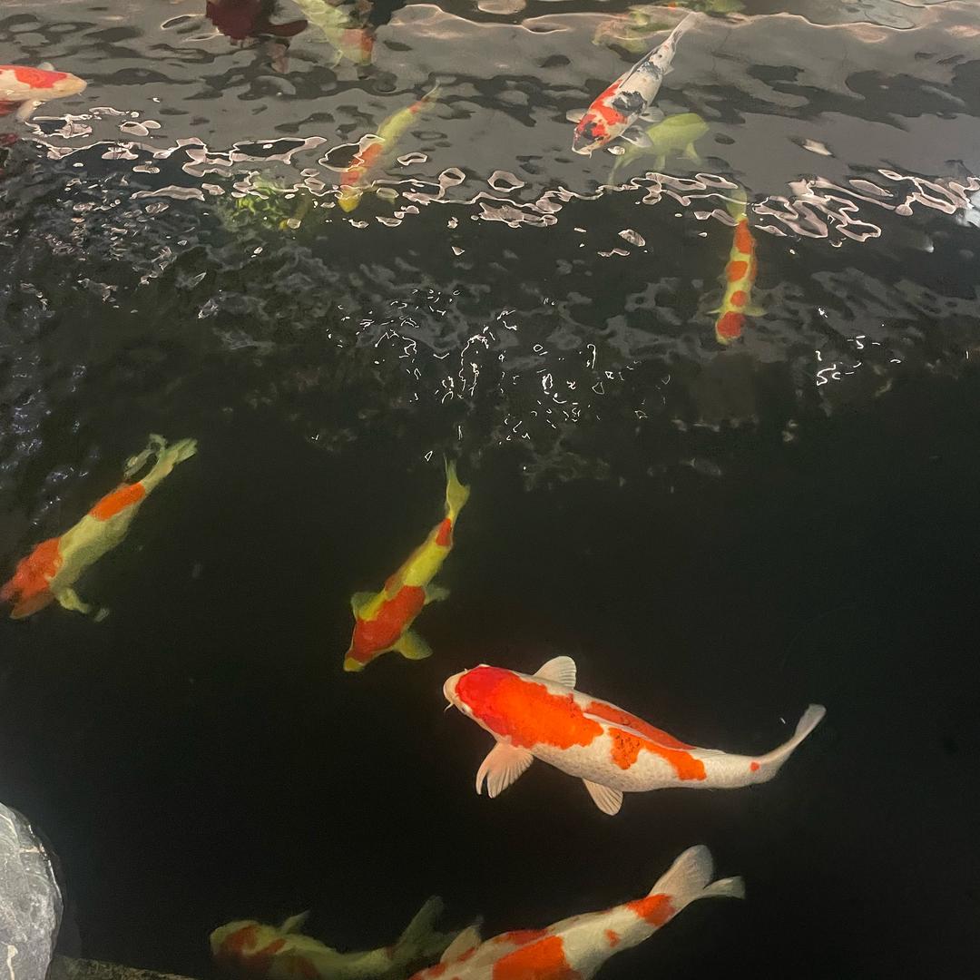 陪你自律的阿成