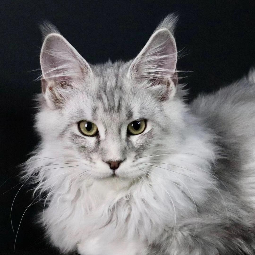 深圳猫舍