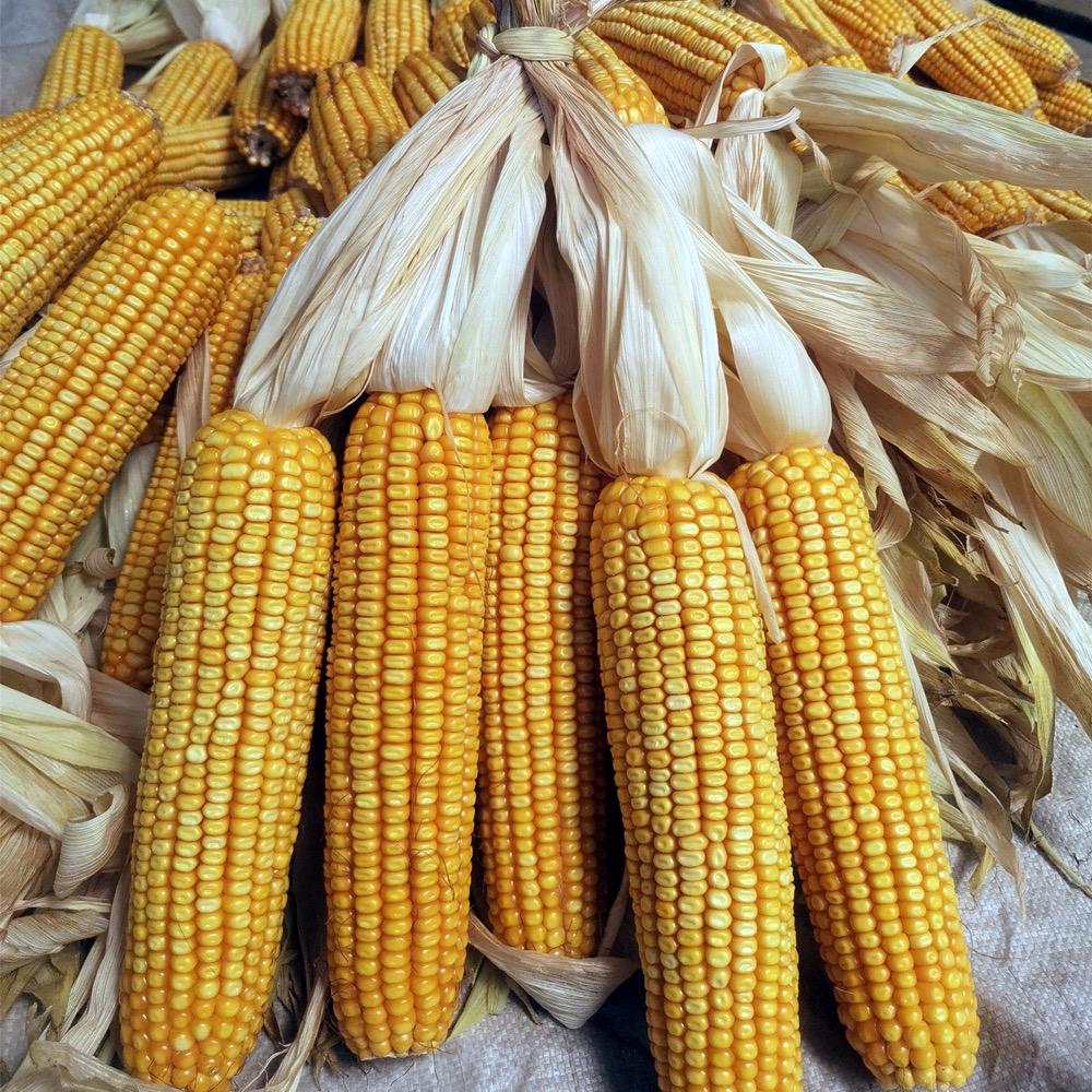 玉米种子厂家