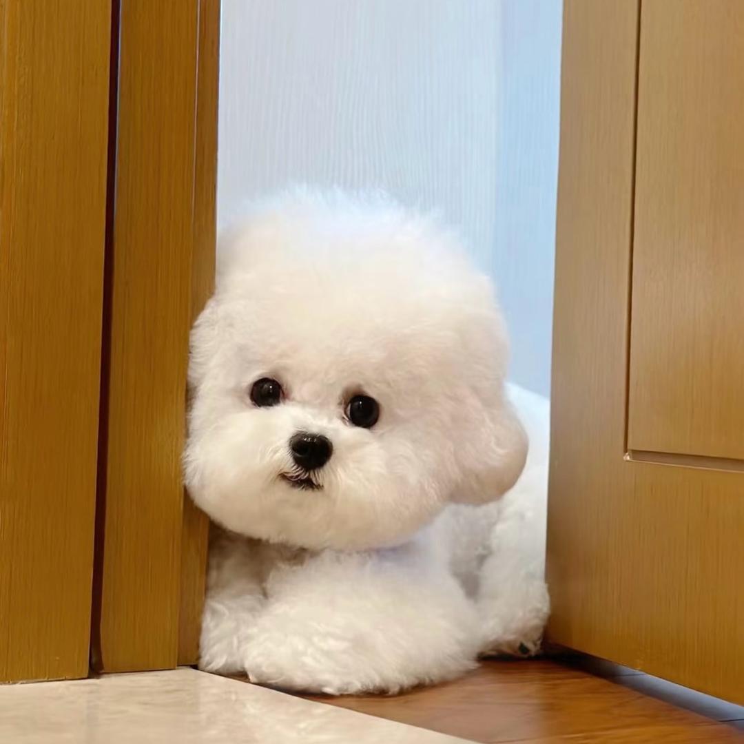 小羊吃不饱