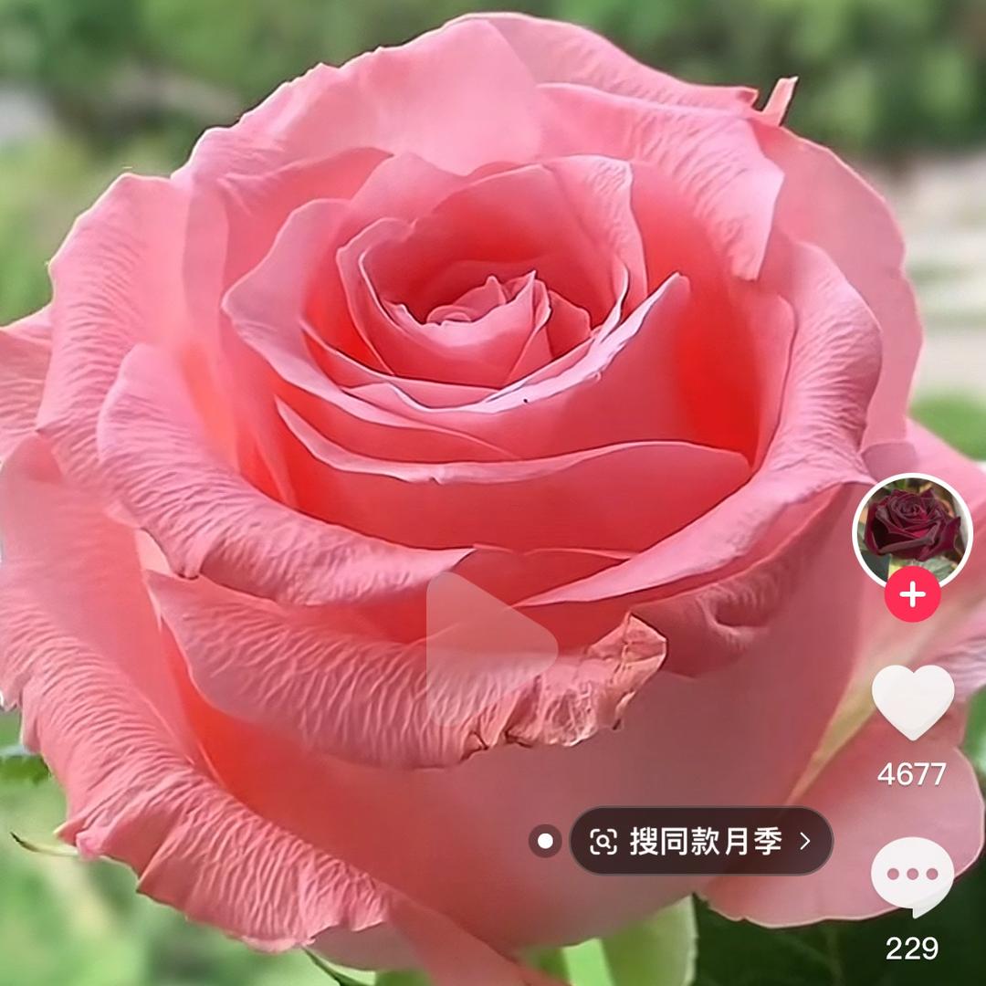艳儿