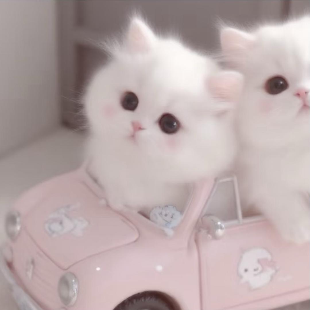 🐈（上学版🎒