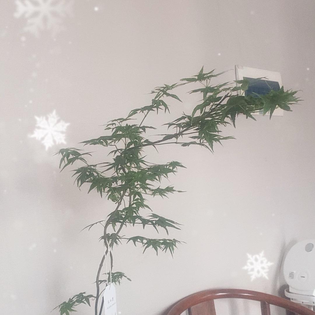 玩乐器