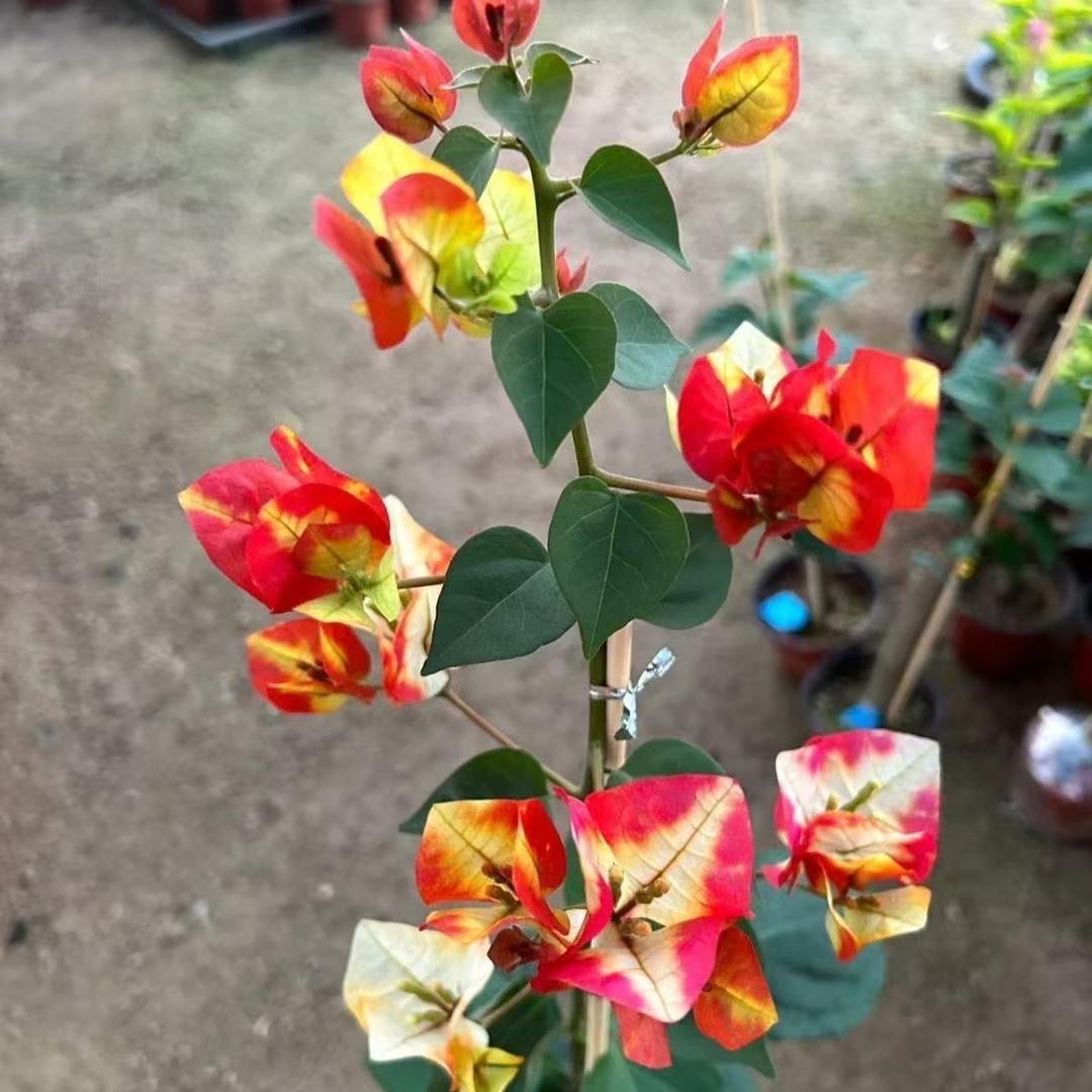 忠家三角梅盆花基地