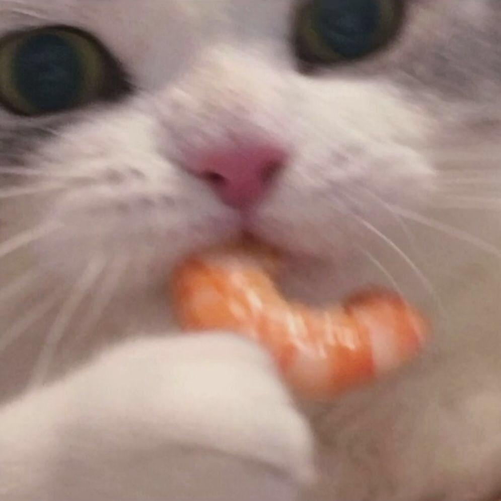 两只猫🍤