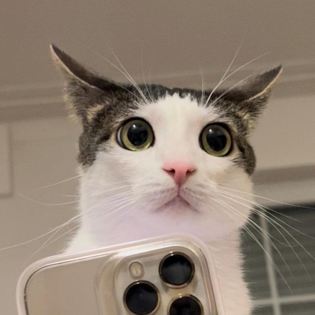 来自喵星的猫