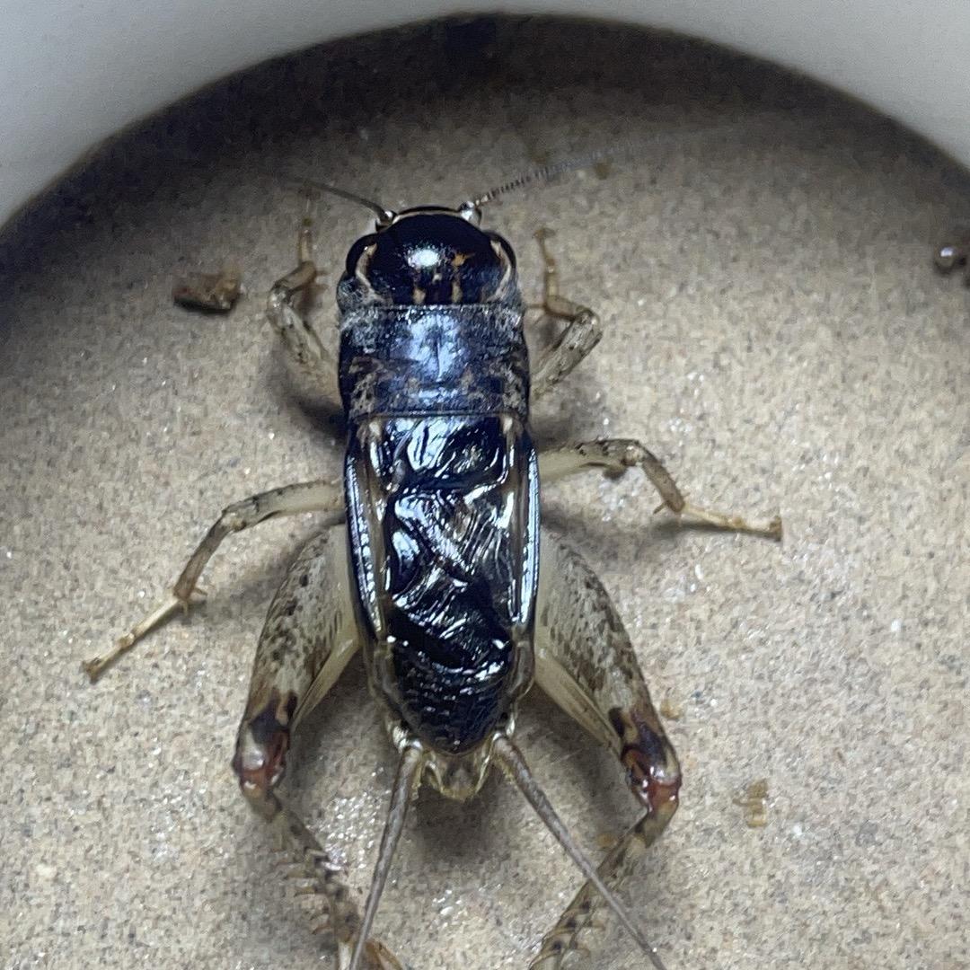 大名蛐蛐第四店