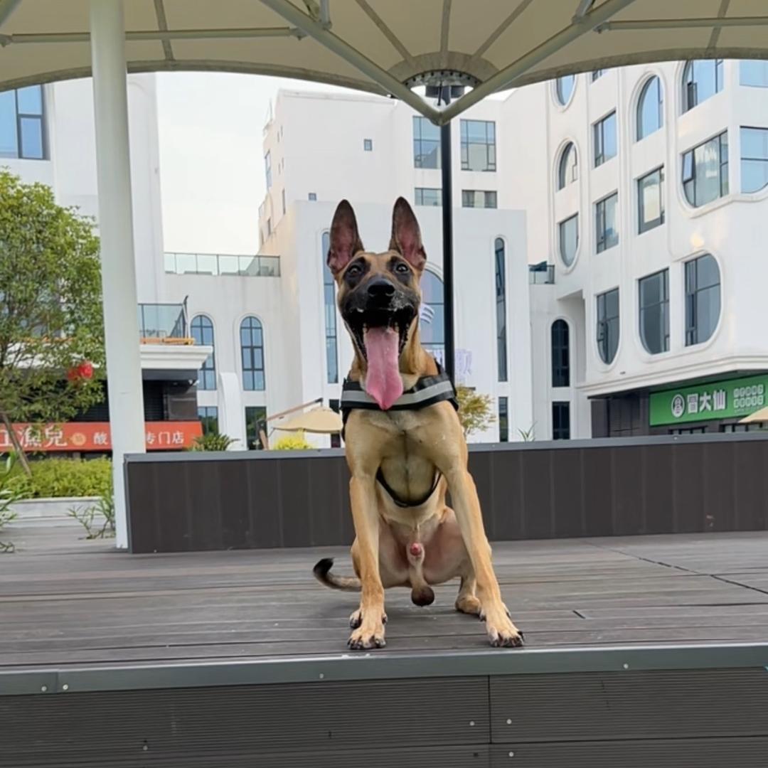 郴州宠咖训犬一一小楼