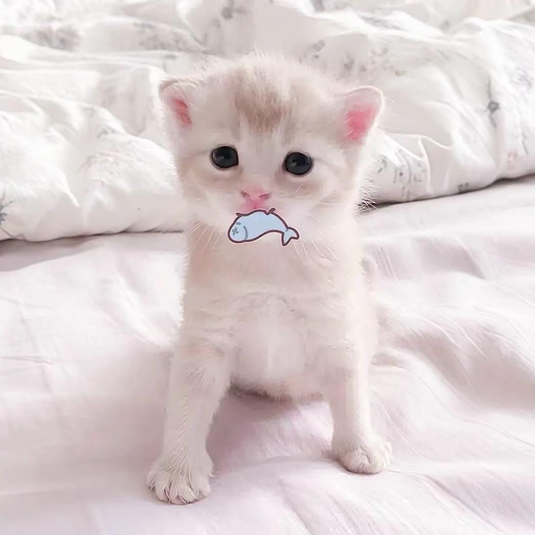 小饿魚