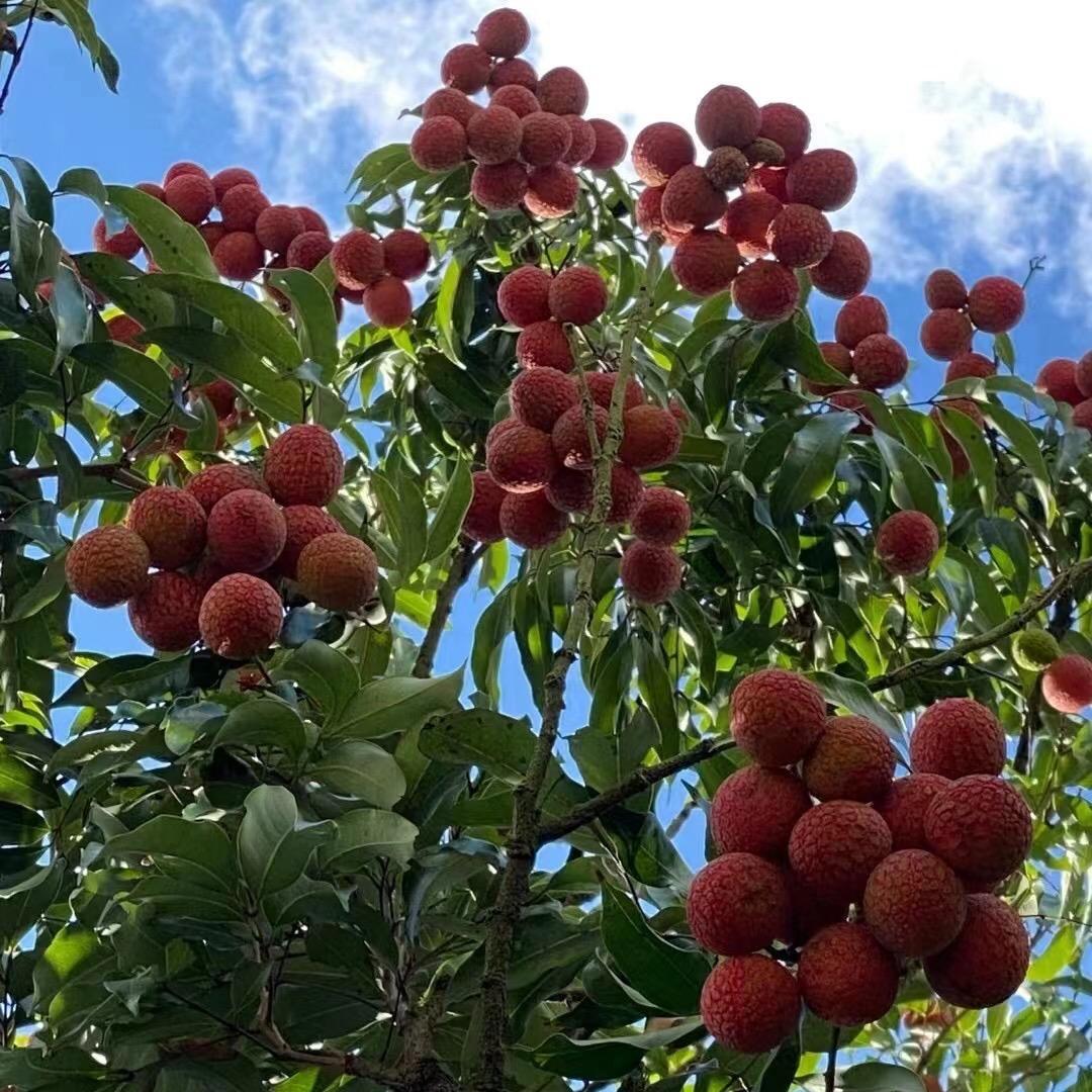 岭南鲜果果