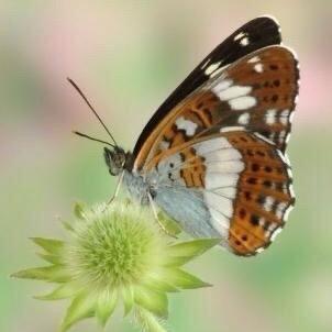 带刺蝴蝶—晨枫纯手工阿胶糕