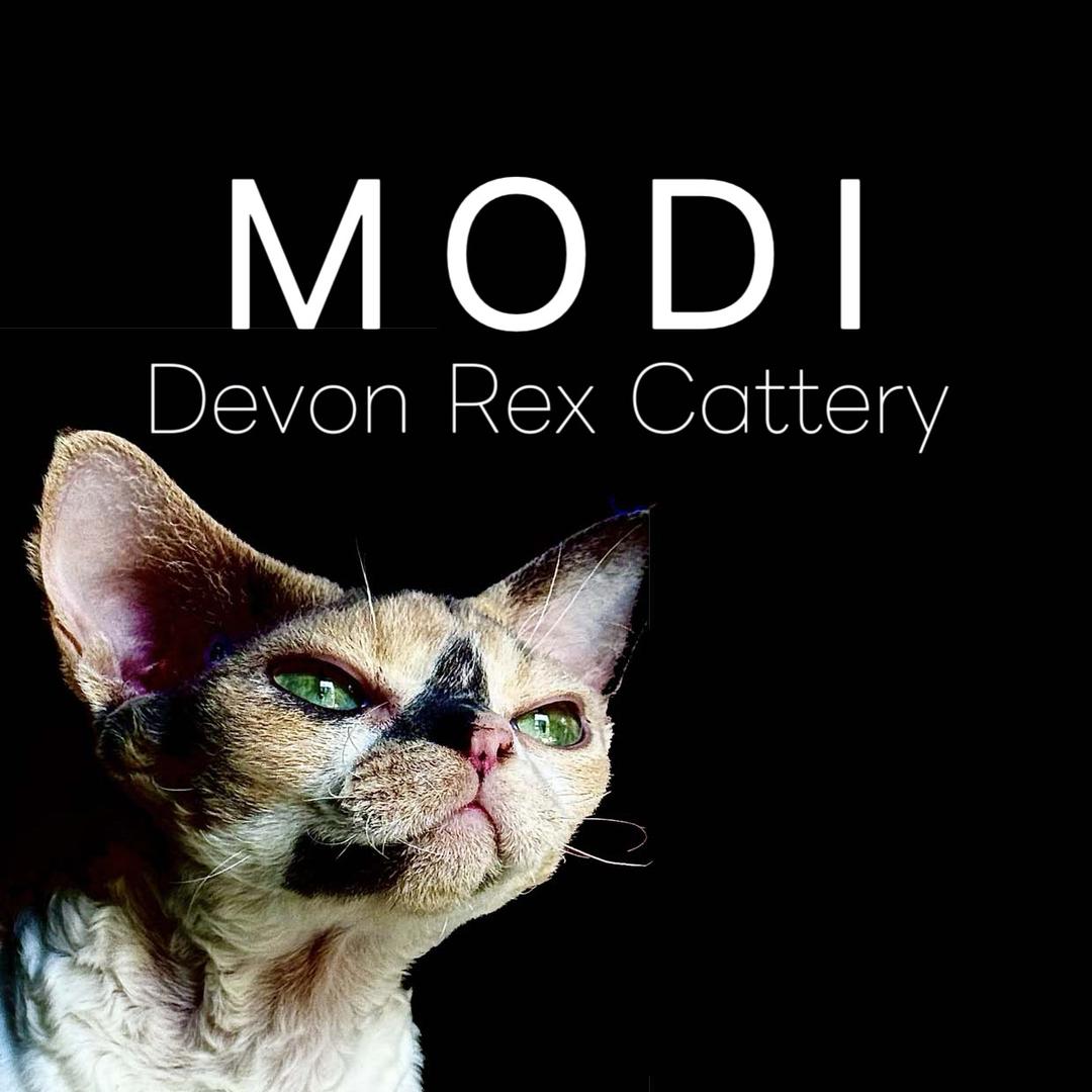 魔笛德文卷毛猫