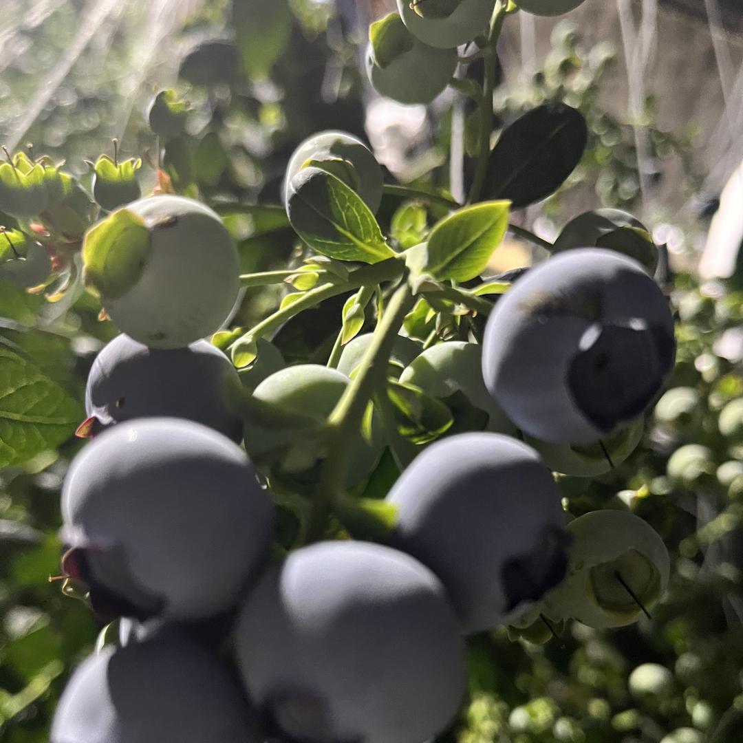 东三省水果供应链