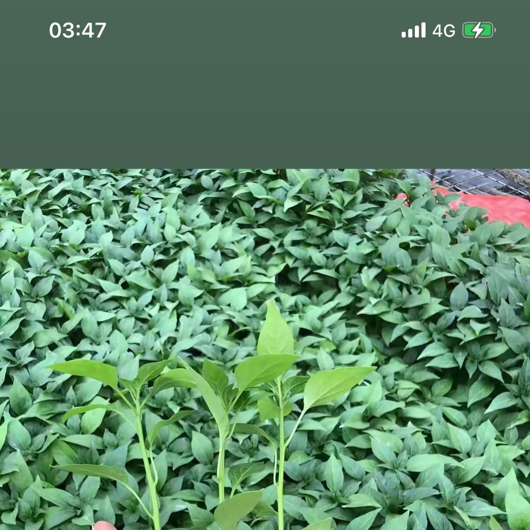 小菜菜