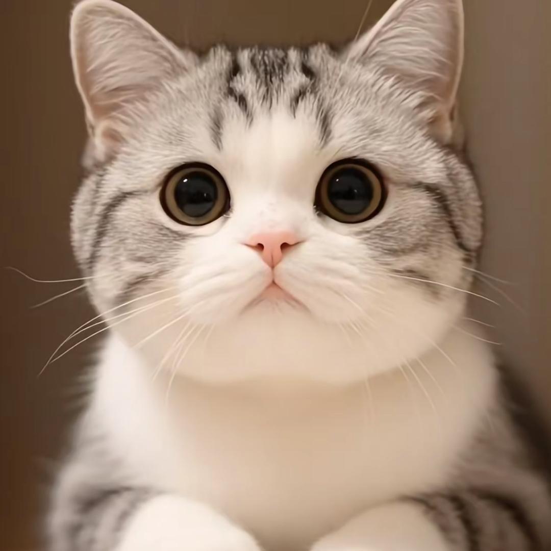 翠花养猫（小知识科普）