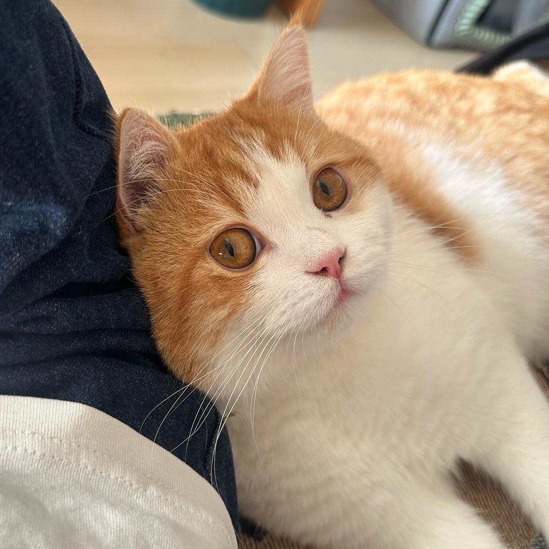 黑炭