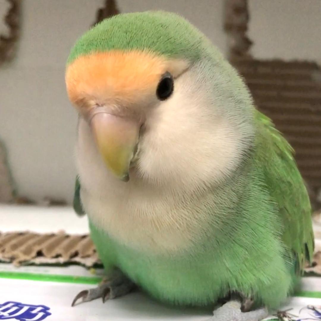 我的日记2022.5.20.