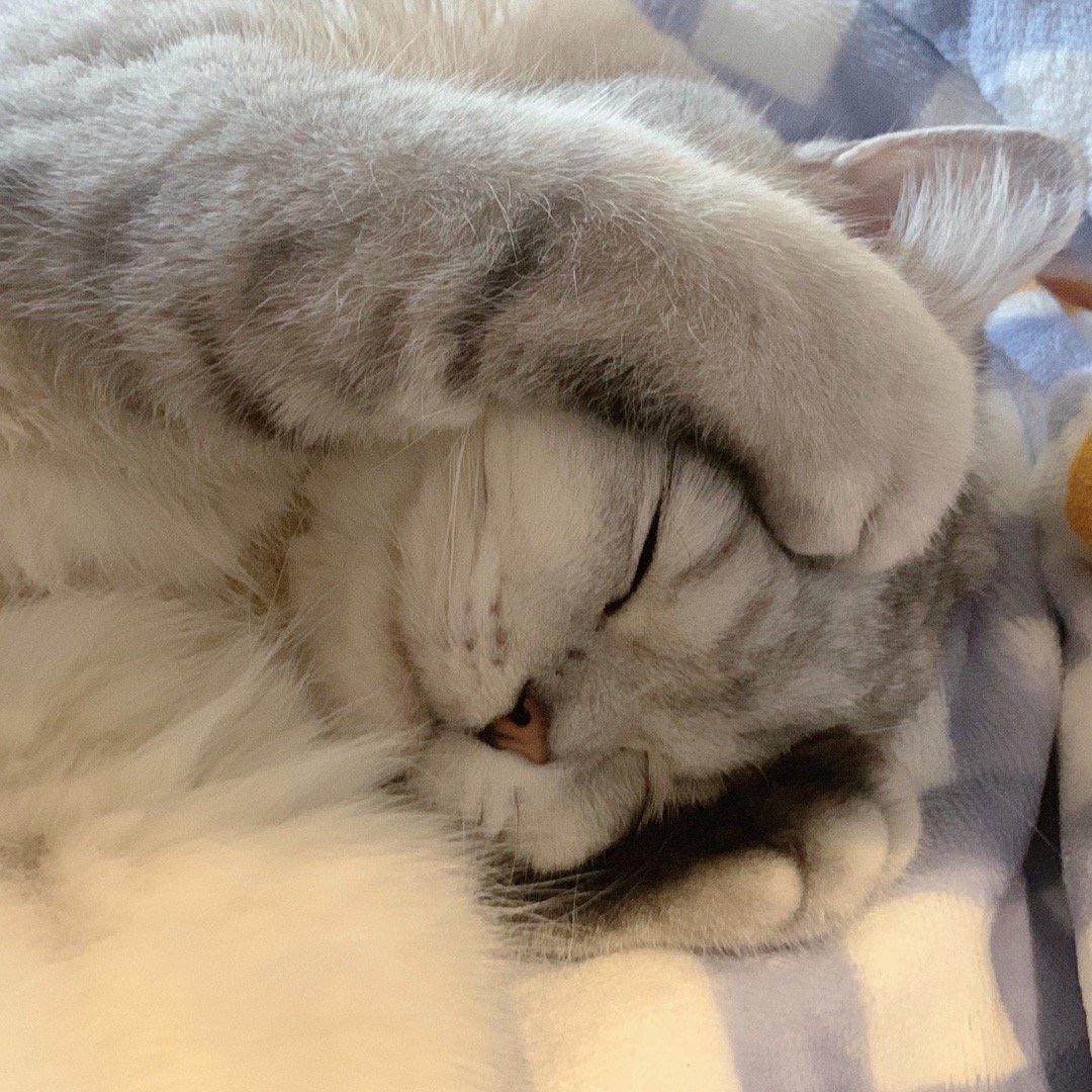 养1个肥猫