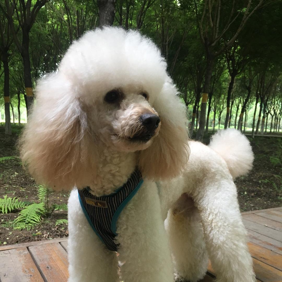 我家狗子叫仔仔