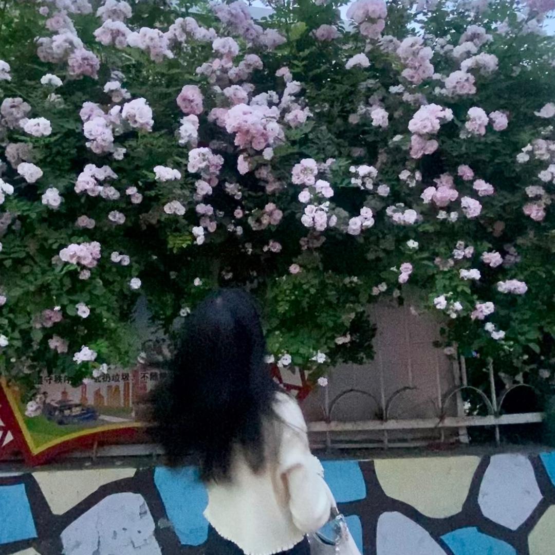 吃小蛋糕🍰
