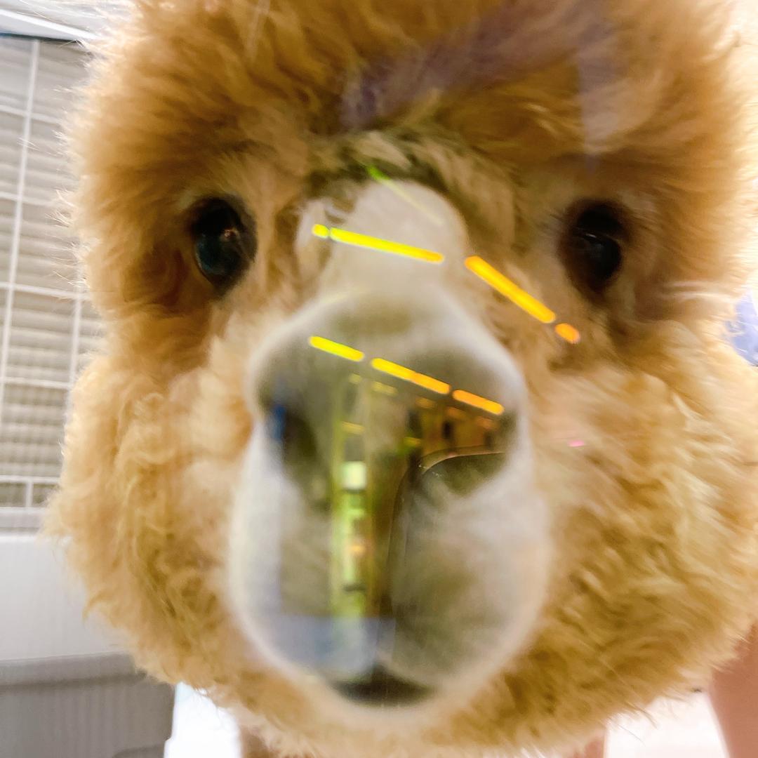 玛奇朵是只猫