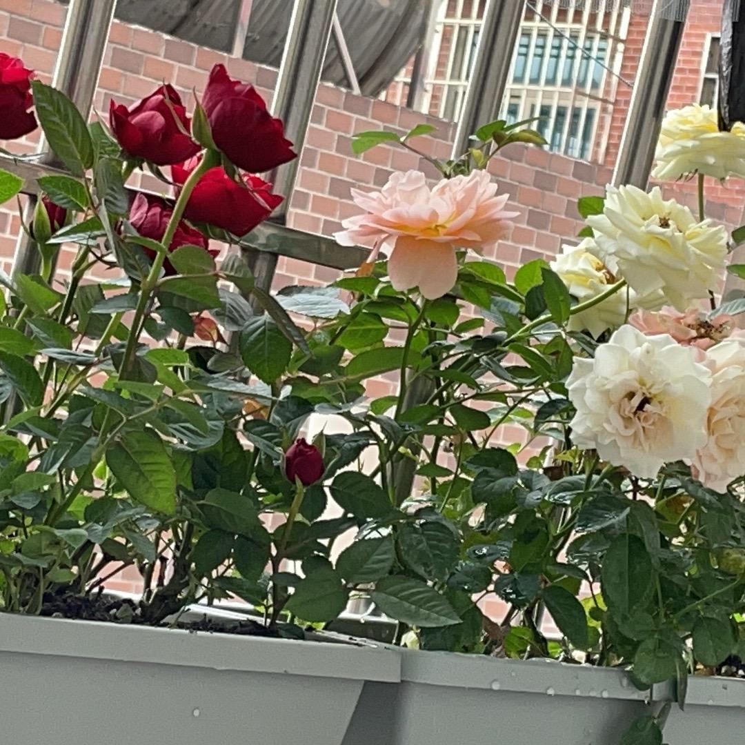 @糖芯