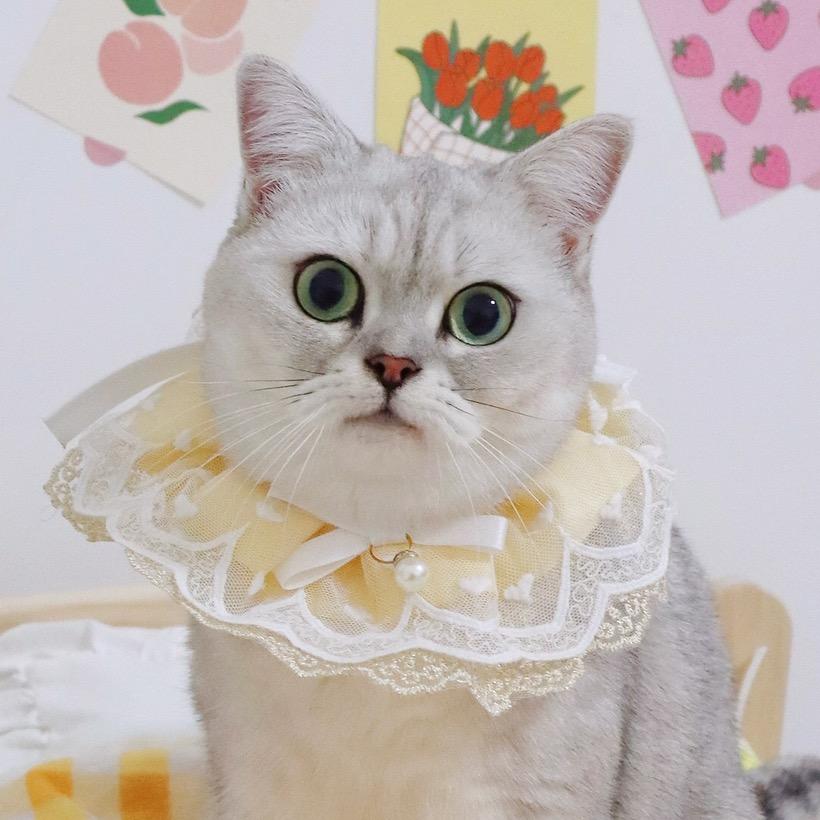 王肉肉是个猫🐱