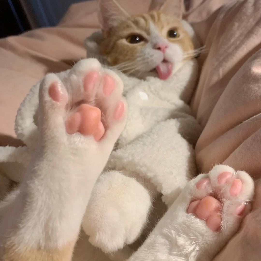 肉松