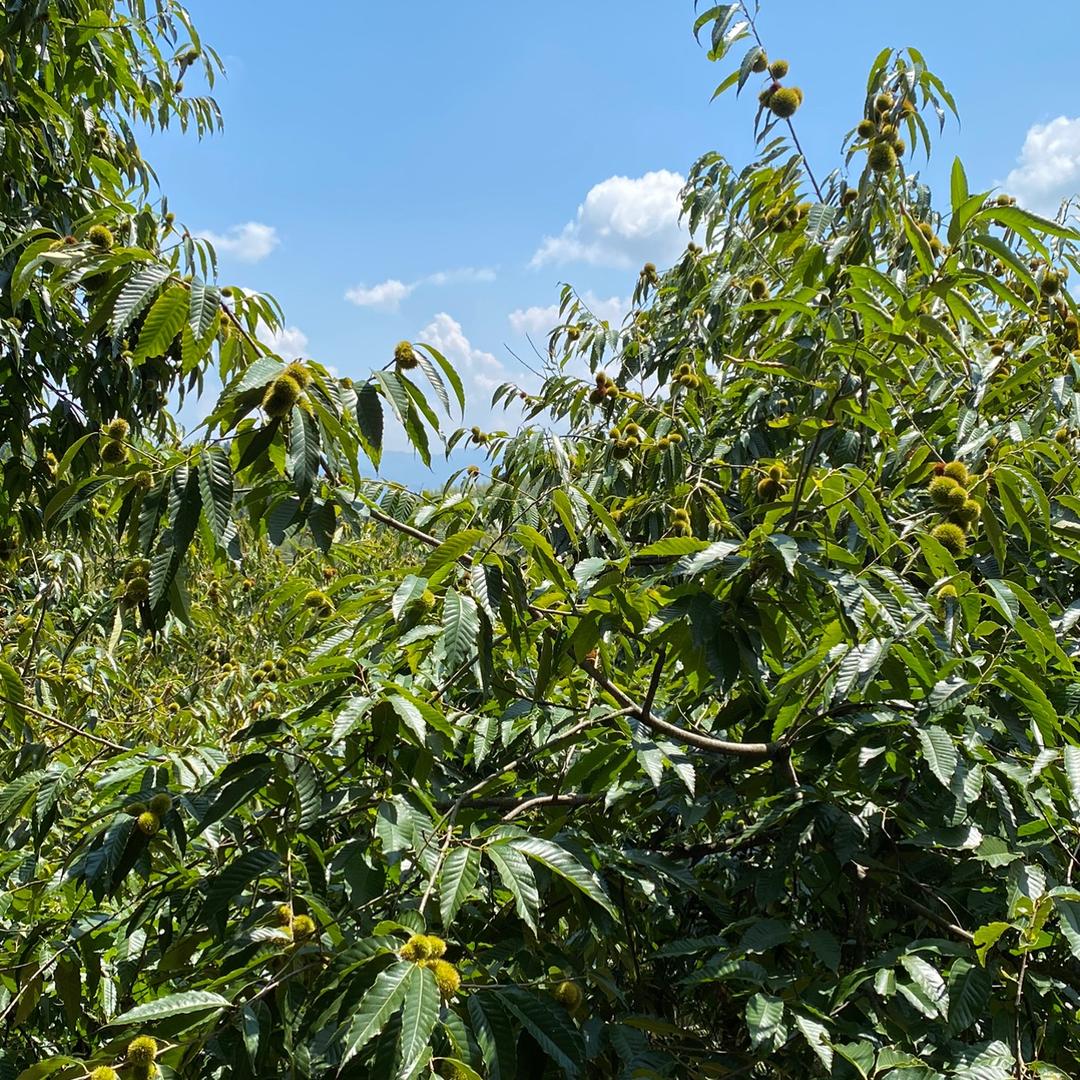 建瓯正宗锥栗