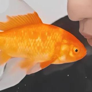 氜暮（脆脆鲨版）