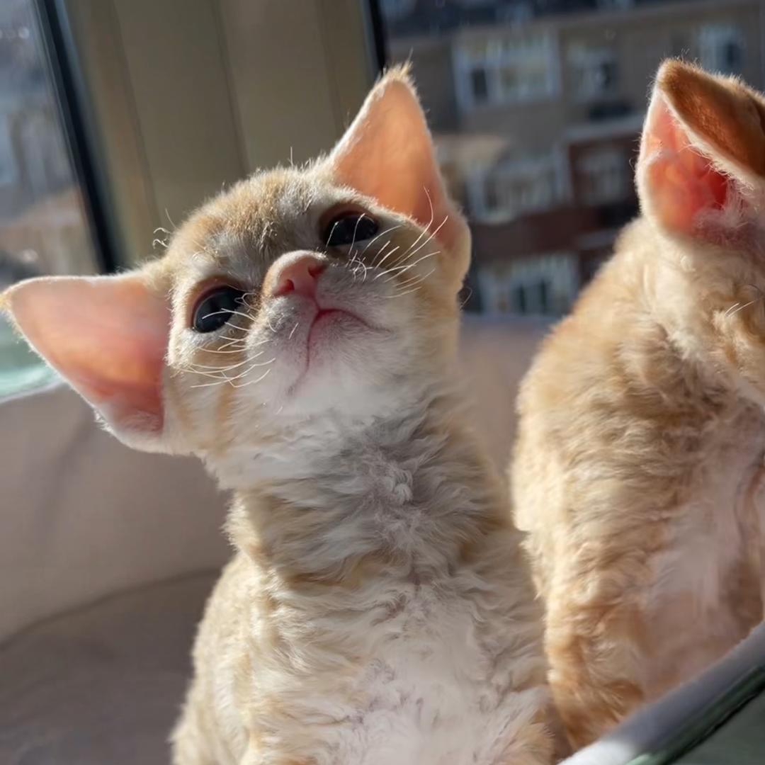 香水德文猫舍（小冯）