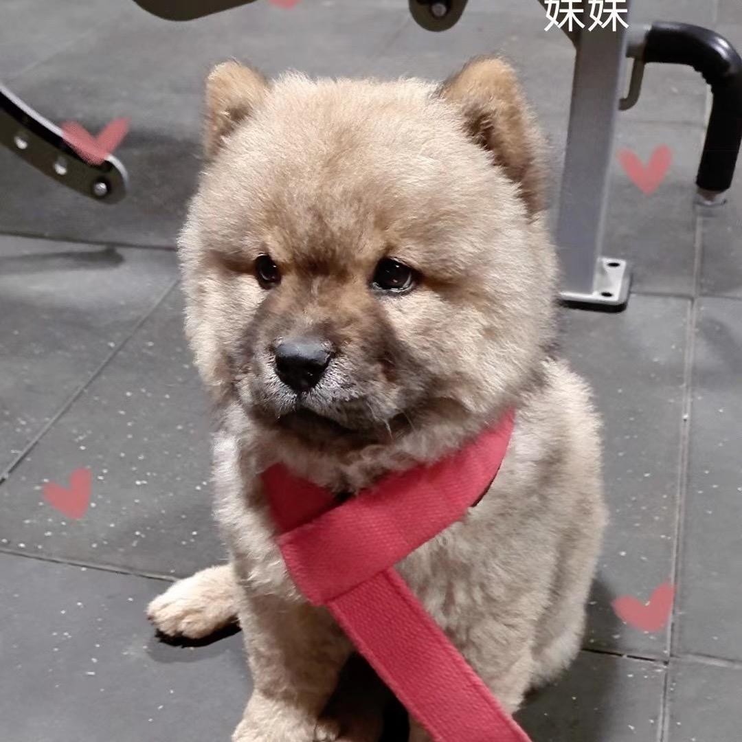 鑫鹏