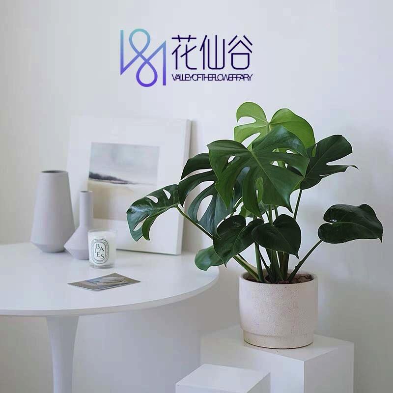 MILAN米兰/INS北欧家居绿植花