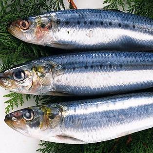 聚鱼大叔渔具店