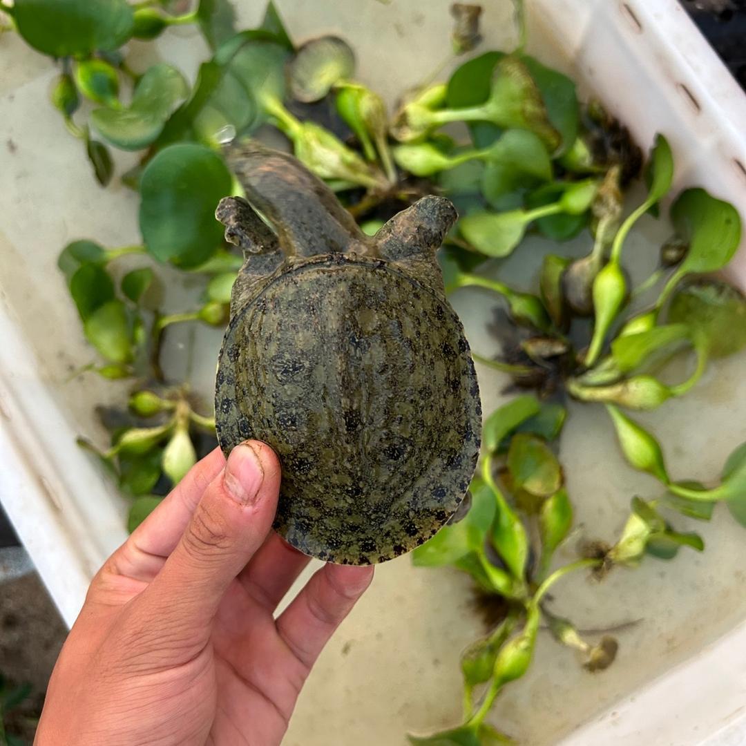 小哥生态甲鱼