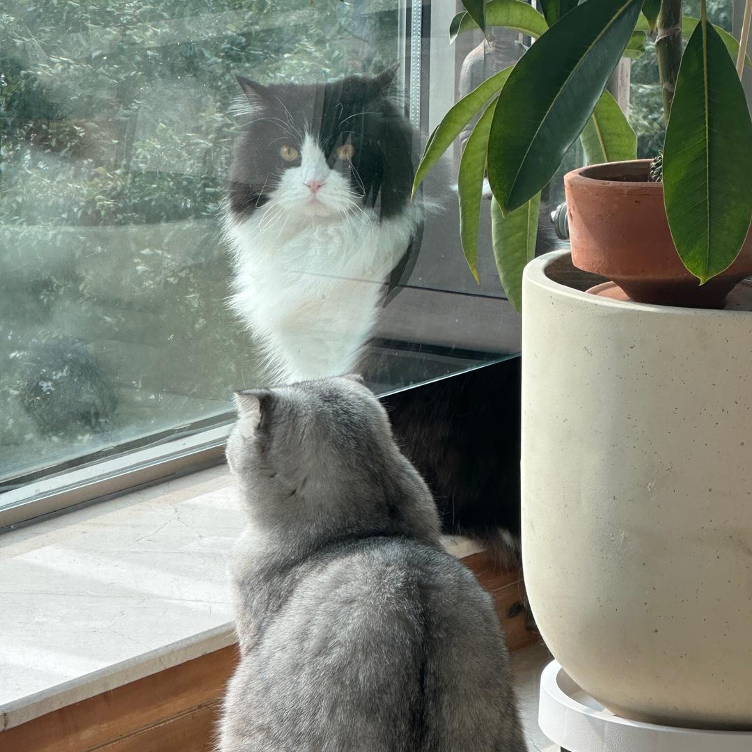 张燊燊和布里🐈‍⬛