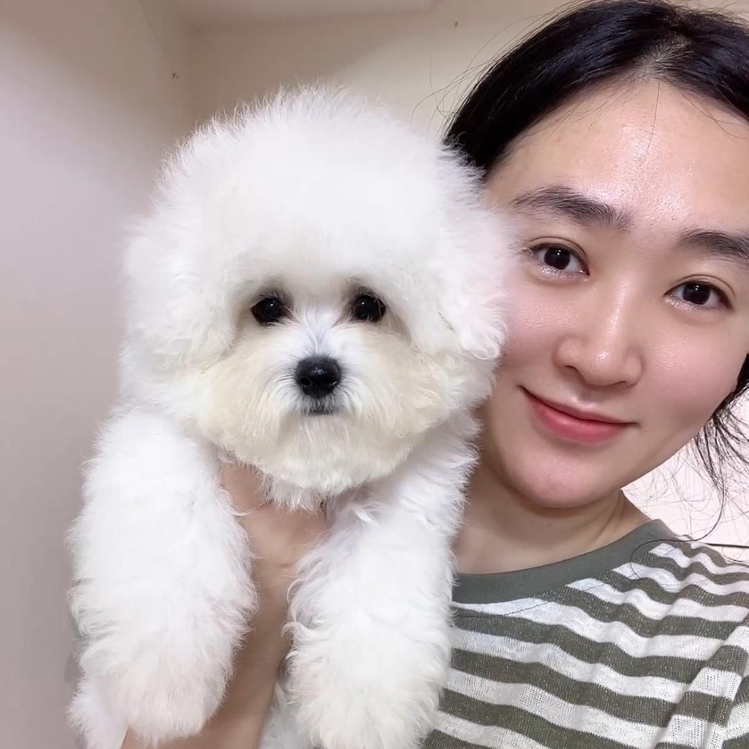 重庆粘粘家韩系比熊