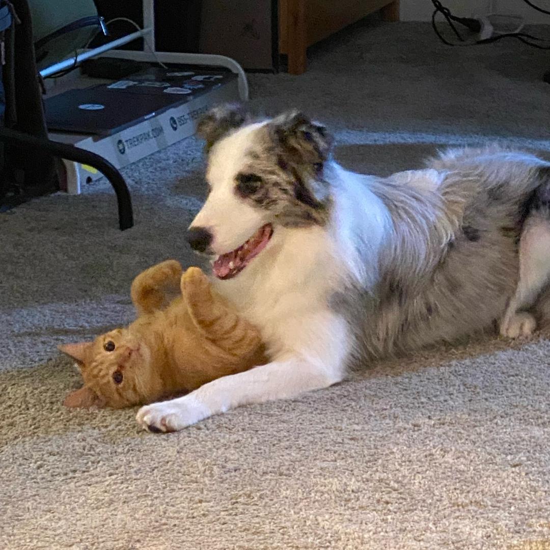 小葱伴豆腐🐱🐶