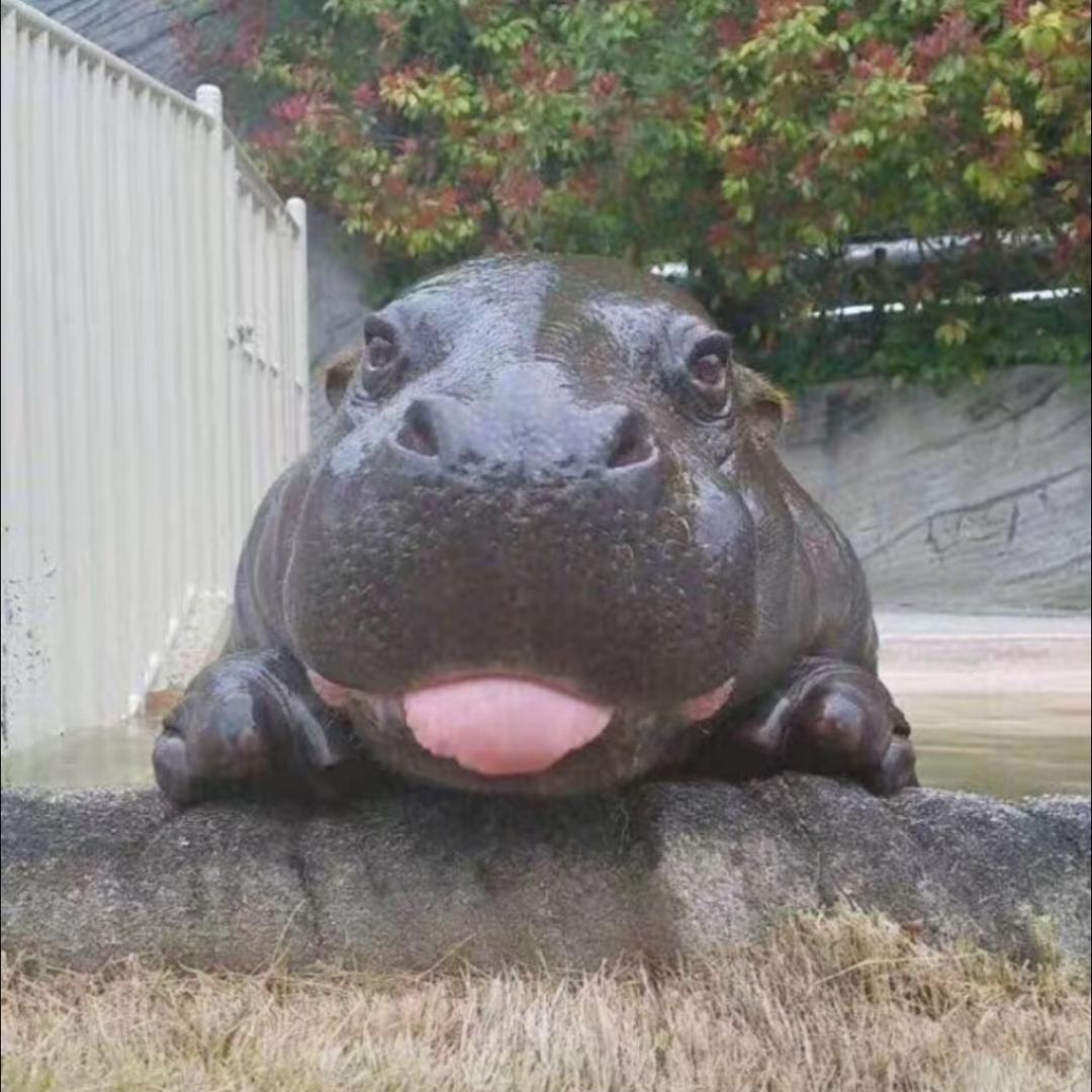 超级无敌螺旋升天小河马