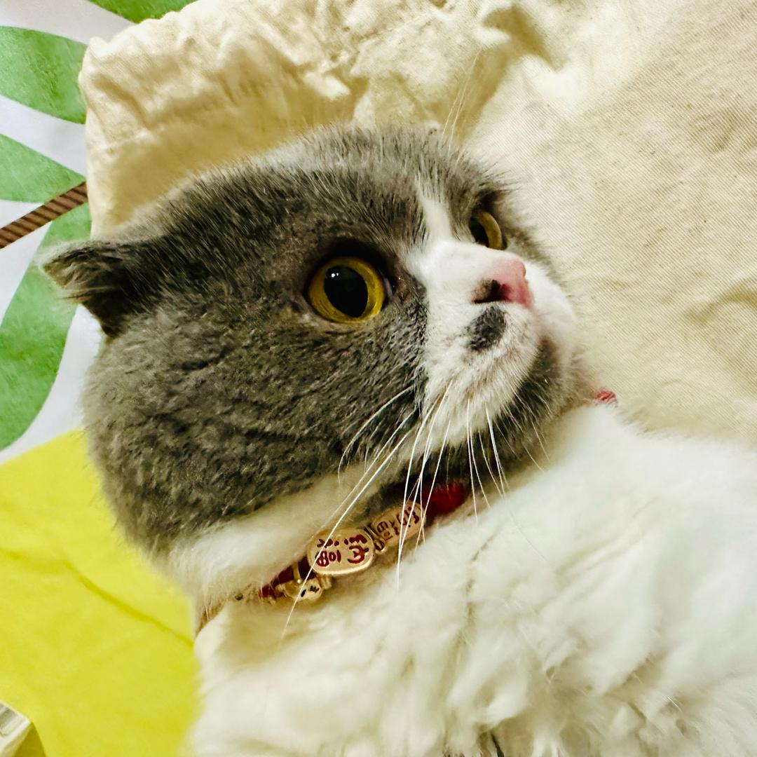 达甩必