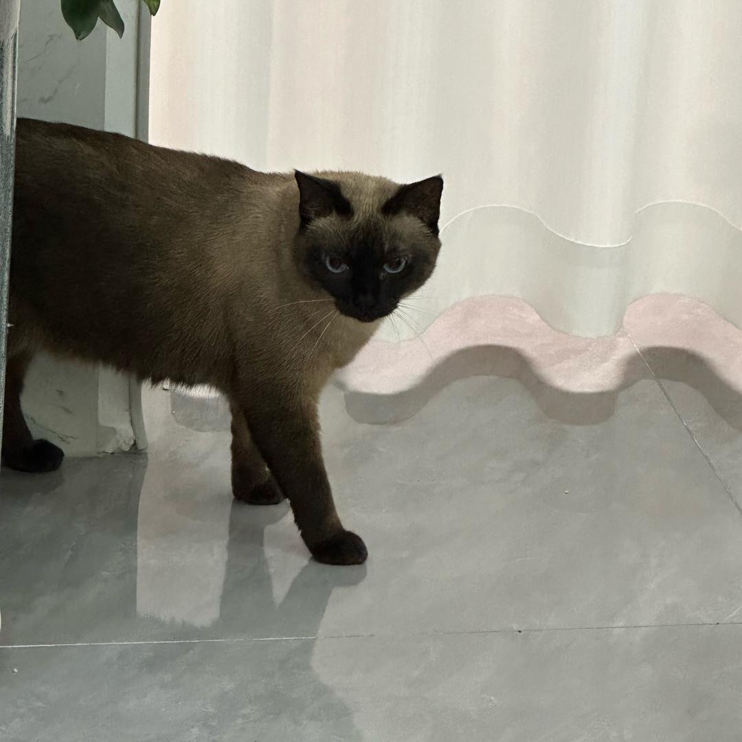 欢禧猫屋 （直播号）