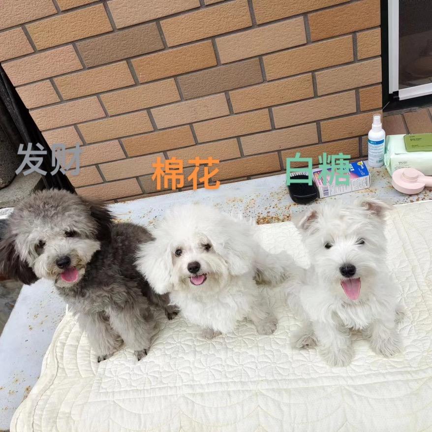 四只（小狗）奶爸