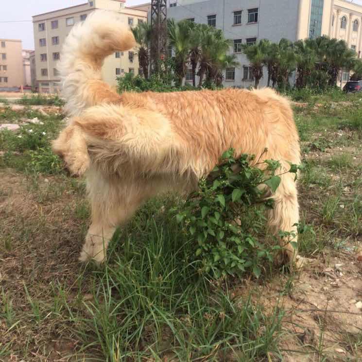 广雅许志安