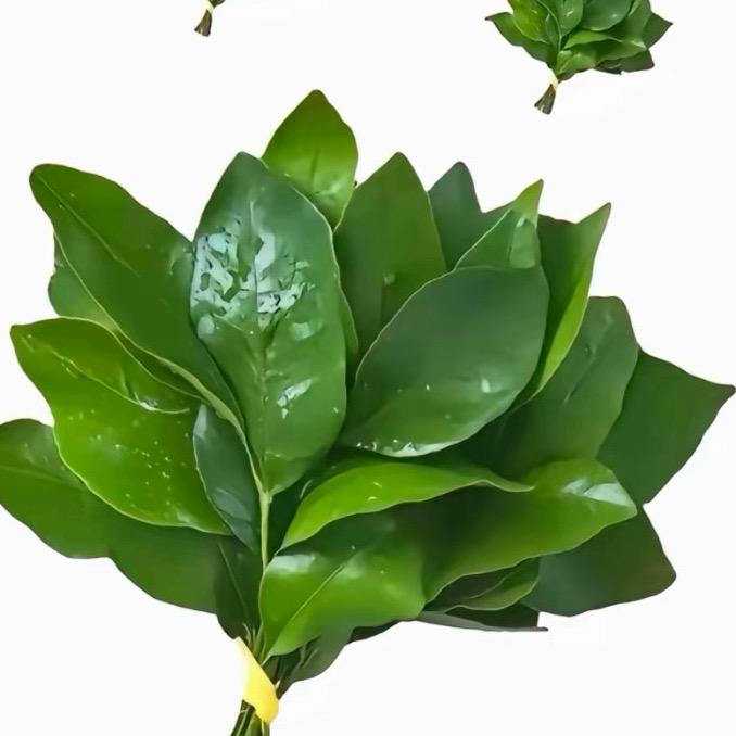 泡