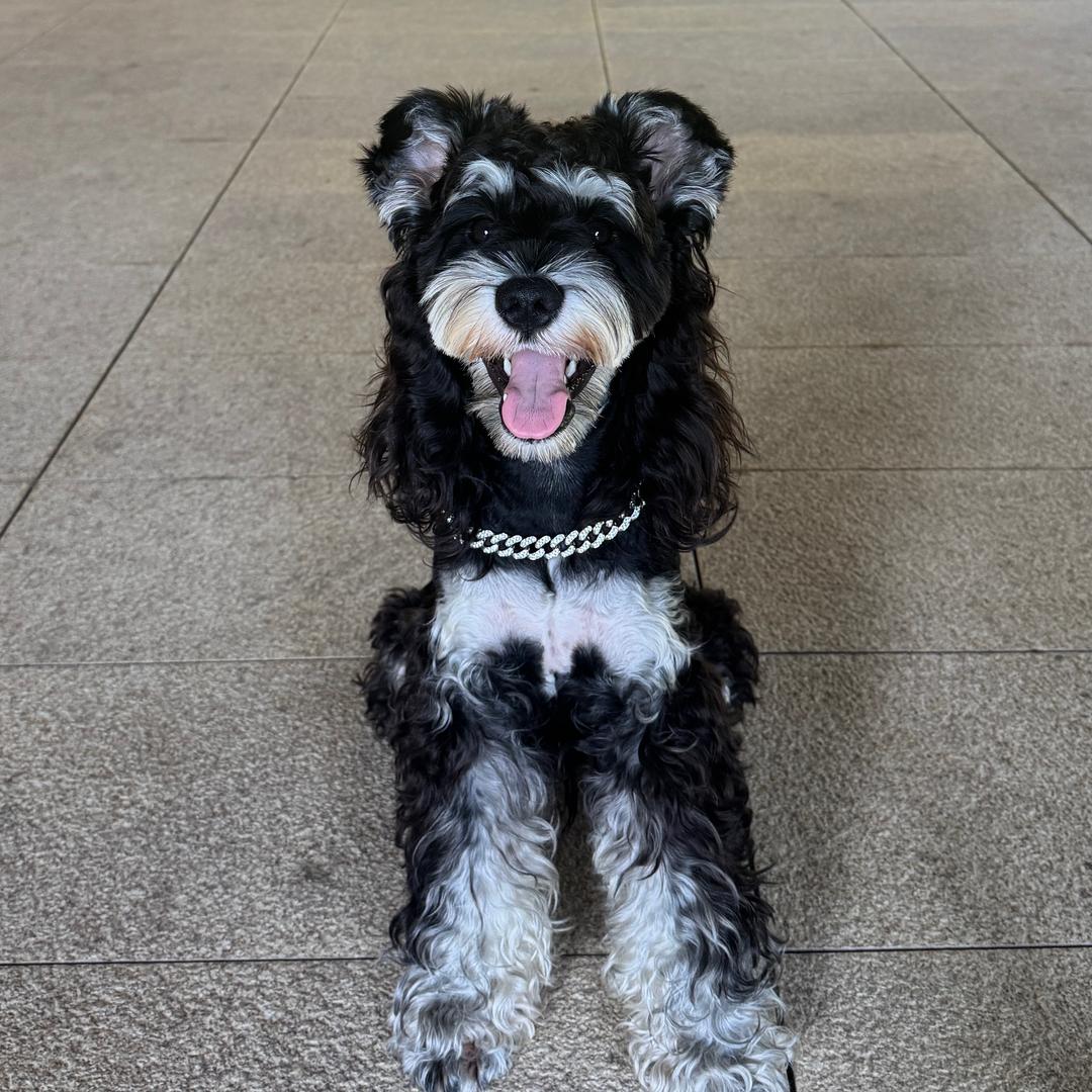 主理犬-坦克🐩