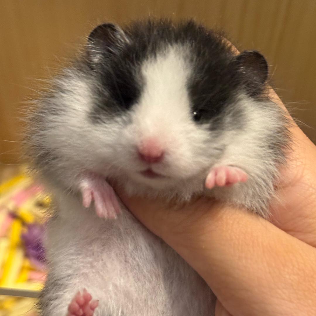 鼠捏捏兔子出熊版