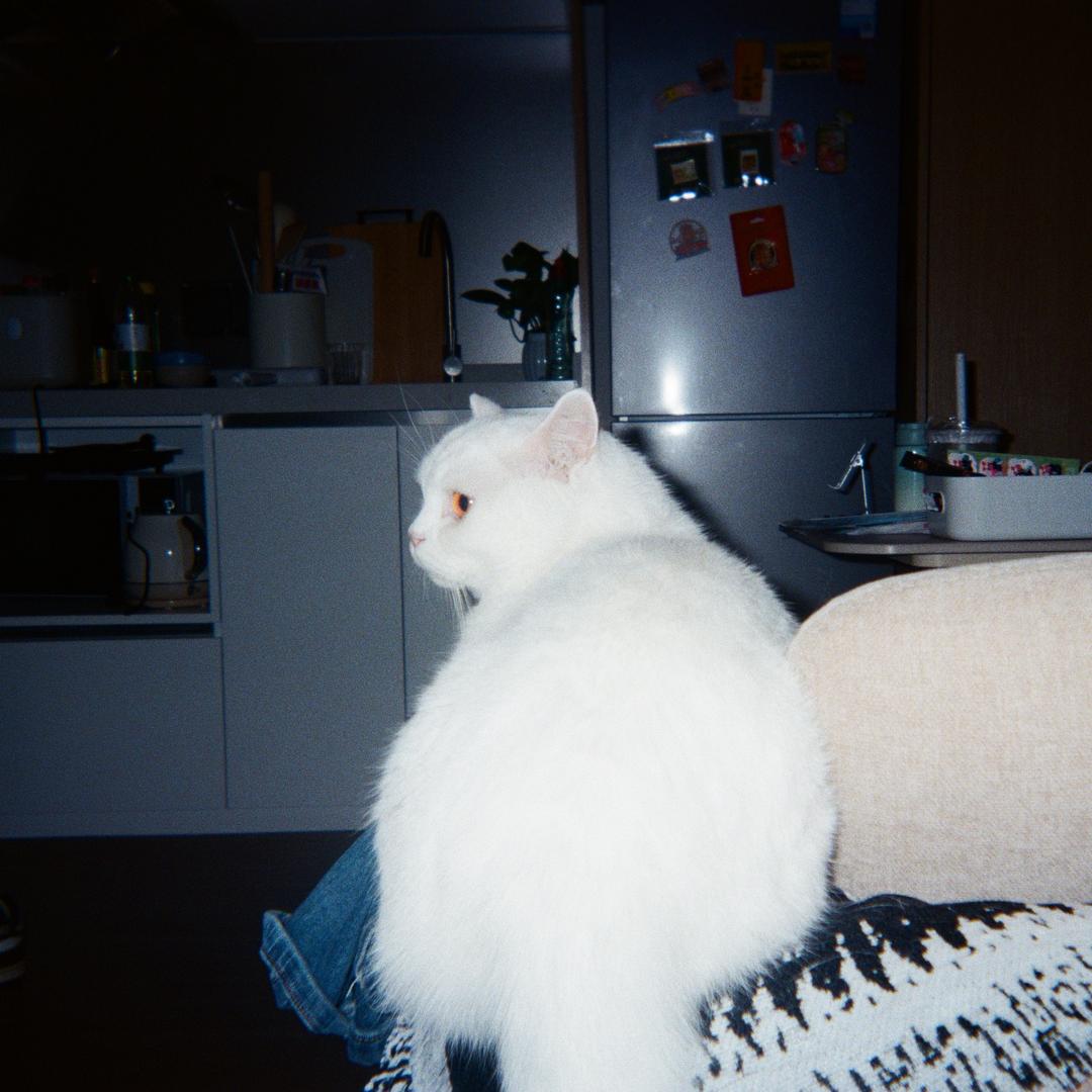 午餐后的无聊人生