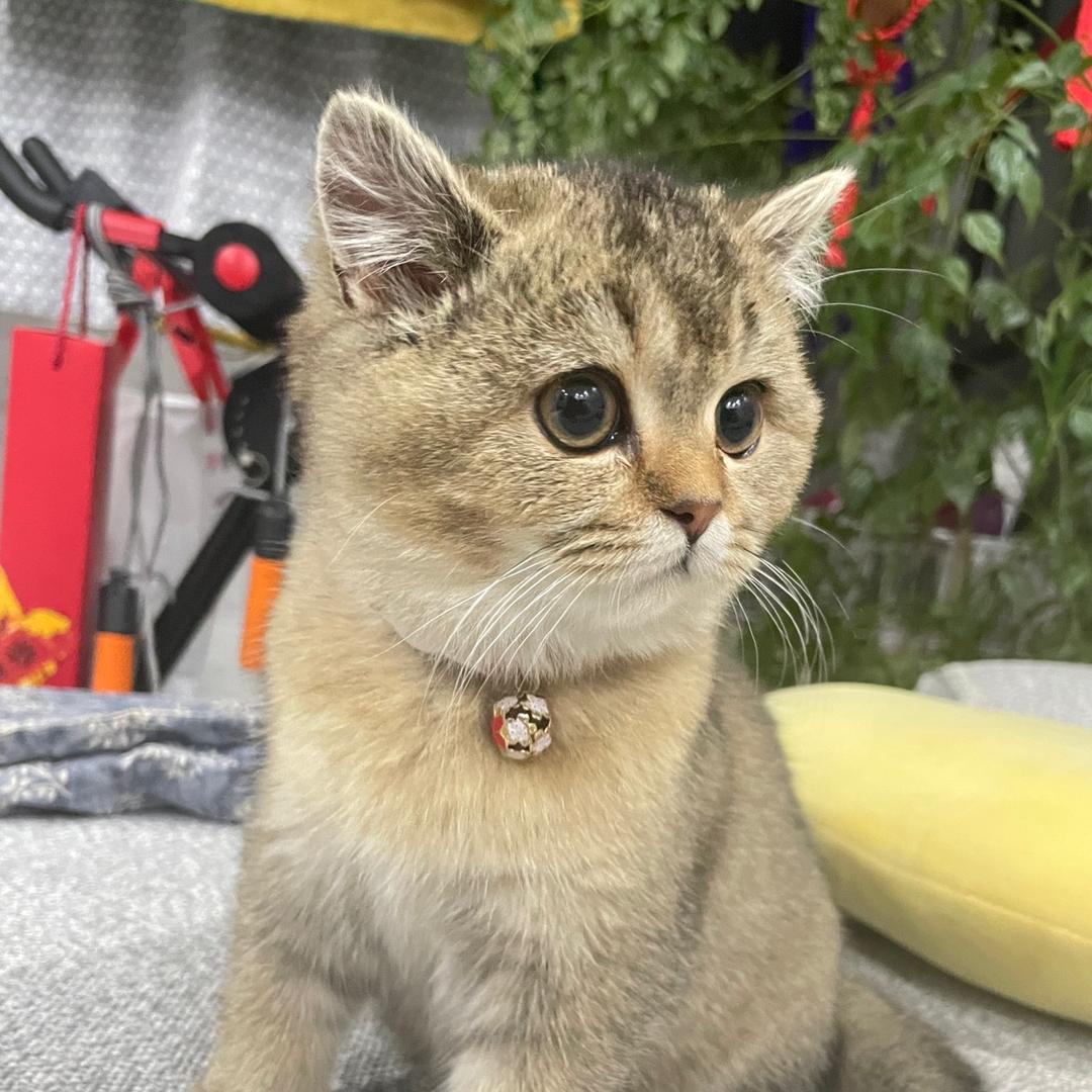 有财😺