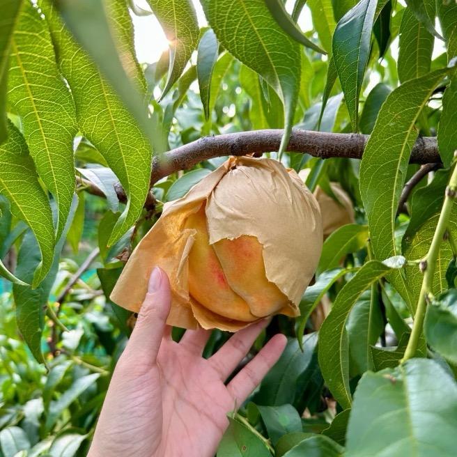 大六科学植保